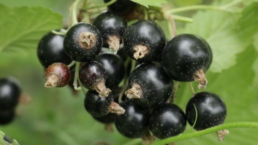 ʳ������ ��������� ����� ������ ������� ������ �������