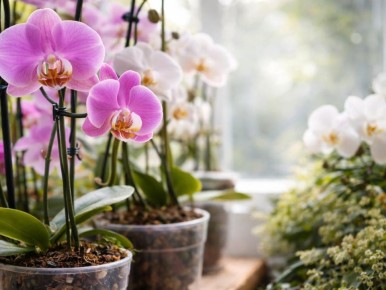 ������ ������� ����� ����� �� ������: ����� ���������� �������