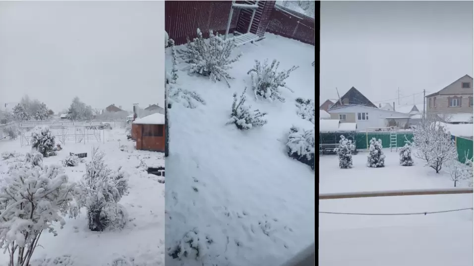 Как защитить сад от майских заморозков: практические советы для дачников