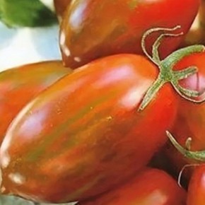 Томат Павлинье перо: редкий сорт с яркой окраской и изысканным вкусом