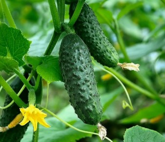 ������� ��������� ����������� �������: ��� �������� ��� � ��������� ����