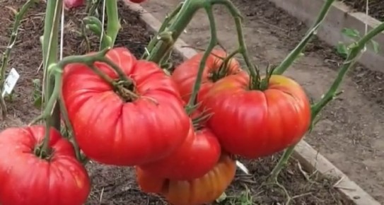 ������ ������� ������� ������ ������: ������ � ������� � ���������