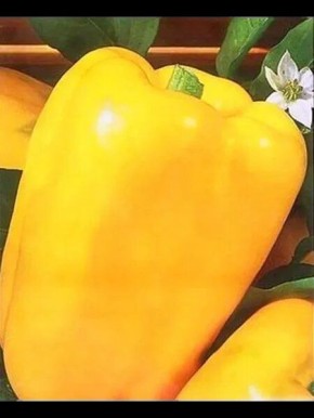 ������ �����: ��������� ����� ��� ��������� ������ � �������