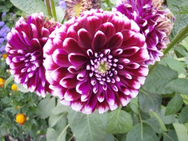 ��� ��������� ����������� �������� � ����: ������ ���������