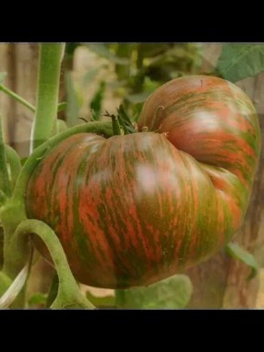 ����� ������ ���� ������: ��������� ���� � ���� ��� ������ �����