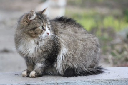 ������ �������� �� ������ ����������� �� ����� ����� �� ���