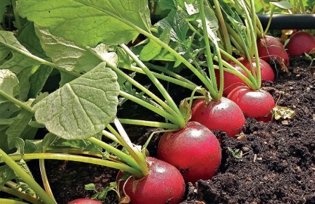 ��� ��������� ������ �����: ������� ��������� ������