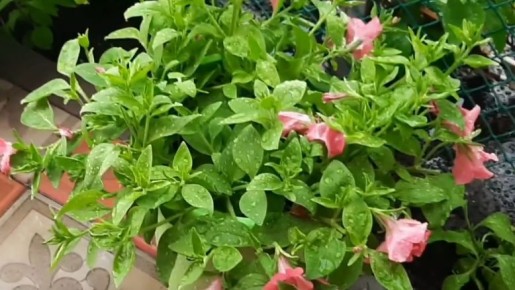 ��� ������� �������� �����: ������� ������� ��� ������� ��������