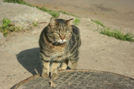 ����������� ���������� �� ������� ����� � ����������� �������