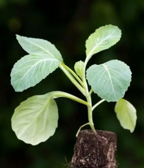 ������ ������� ����������� ���� ����: 3 ������� � ������� �������