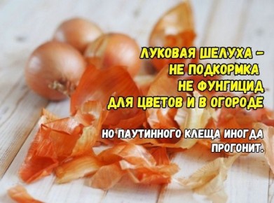 ������� ������: ���� � ���������� � �� ������ ��� ��������