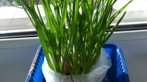 ���������� ������ ��� �� ����������� � ����������