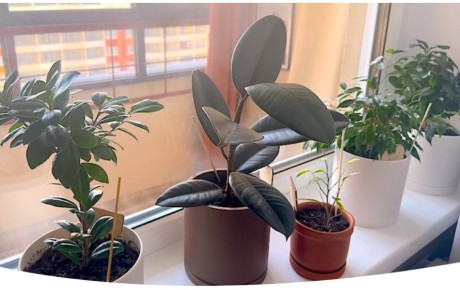 ������������� ��������� ��������: ��� ��������� ����� ��� ����