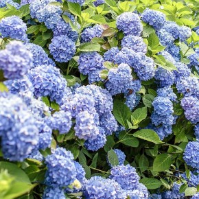 ������ ������ �������� ������������ �� ���������: �� �� ������� � �������������