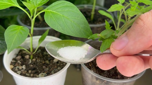 ������� ������� �������: ��� �������� ��������� ��� �������