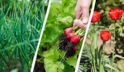 ��� ������ � �����: ������ ��� ��������