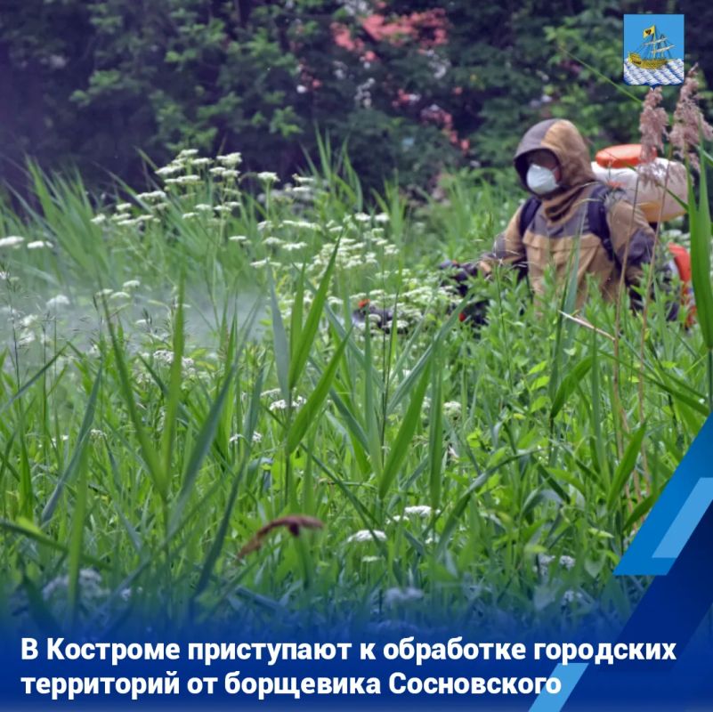 В перечень обработки включено 108 очагов произрастания борщевика общей площадью 3,8 гектара