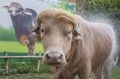Буйвол спасся от принесения в жертву в Бангладеш из-за сходства с Трампом
