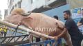 Дональда Трампа чуть не принесли в жертву на Курбан-байрам: 700-килограммовый бык-альбинос должен был пойти под нож в Бангладеш