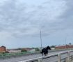 ЛОШАДЬ БЕГАЕТ ПО МОСТУ ЧЕРЕЗ РЕКУ КОСТРОМУ