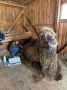 КОСТРОМСКИЕ ВЕТЕРИНАРЫ СДЕЛАЛИ УЗИ БЕРЕМЕННОЙ ВЕРБЛЮДИЦЕ