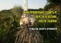 Чеснок: как избежать основных ошибок при сборе и хранении