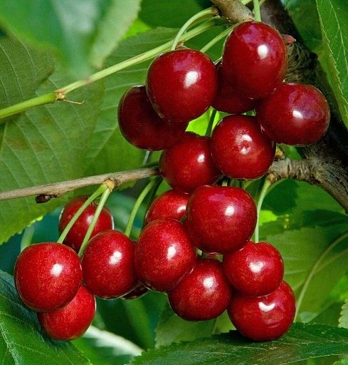 Восхитительная черешня Василиса: Сладкий вкус и щедрый урожай