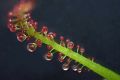 Triphyophyllum peltatum: необычный обитатель тропических лесов
