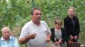 Виноград София: секреты удачного выбора и выращивания