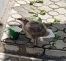 КОСТРОМИЧКА СПАСЛА ЧАЁНЫША С ПОВРЕЖДЕННОЙ ЛАПКОЙ