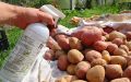 Как уберечь картофель от парши: советы для садоводов