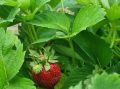 Секреты ухода за клубникой после сбора урожая
