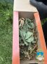 Сотрудники полиции пресекли незаконное выращивание и хранение марихуаны