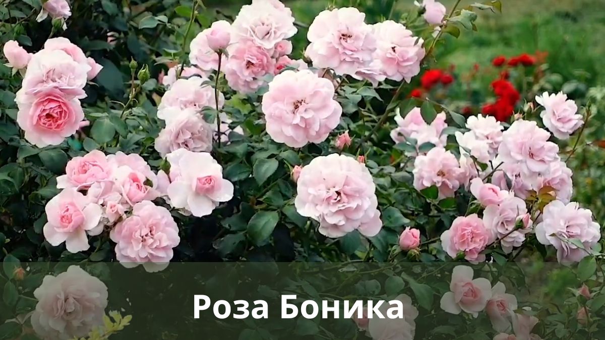 Постоянно цветущие розы: 5 сортов, которые преобразят ваш сад