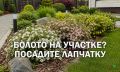 Как спасти дачный участок от затопления: секреты влаголюбивой лапчатки