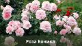 Постоянно цветущие розы: 5 сортов, которые преобразят ваш сад