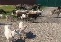 ФЕРМЕРУ ИЗ КОСТРОМСКОГО ПОСЕЛКА ВОЛЖСКИЙ ЗАПРЕТИЛИ ПАСТИ КОЗ И КОРОВ В ЧЕРТЕ ГОРОДА