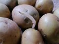 Что делать с проросшим картофелем зимой: советы и рекомендации