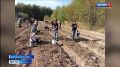 Пришкольные огороды в Костромской области становятся настоящими подсобными хозяйствами