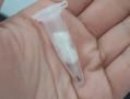 КЛЕЩИ ПРОДОЛЖАЮТ АТАКОВАТЬ КОСТРОМИЧЕЙ