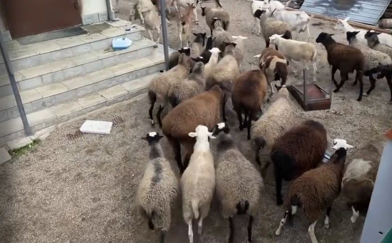 КОРОВЫ И КОЗЫ ПРОДОЛЖАЮТ КОШМАРИТЬ ЖИТЕЛЕЙ КОСТРОМСКОГО ПОСЁЛКА ВОЛЖСКИЙ