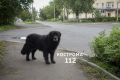 УГОЛОВНОЕ ДЕЛО ЗАВЕЛИ ПОСЛЕ НАПАДЕНИЯ СОБАКИ НА ЛЮДЕЙ В КОСТРОМСКОЙ ОБЛАСТИ