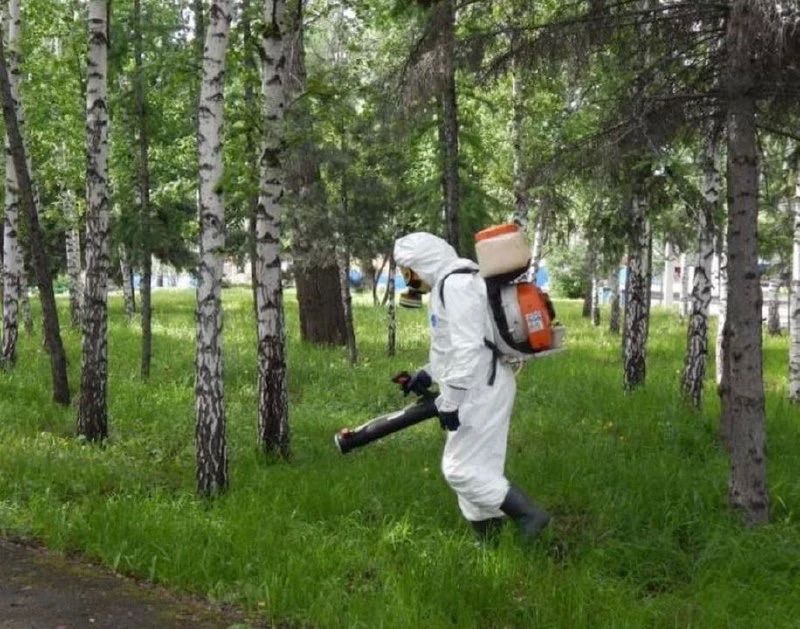 Кладбища Костромы временно закроют на обработку от клещей