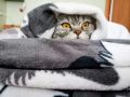 ПРОГНОЗ ПОГОДЫ НА НЕДЕЛЮ: В КОСТРОМЕ ПОХОЛОДАЕТ ДО +13 ГРАДУСОВ