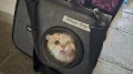 59 ИЗМУЧЕННЫХ КОШЕК С БОЕМ ЗАБРАЛИ У КОСТРОМСКОЙ ЗАВОДЧИЦЫ