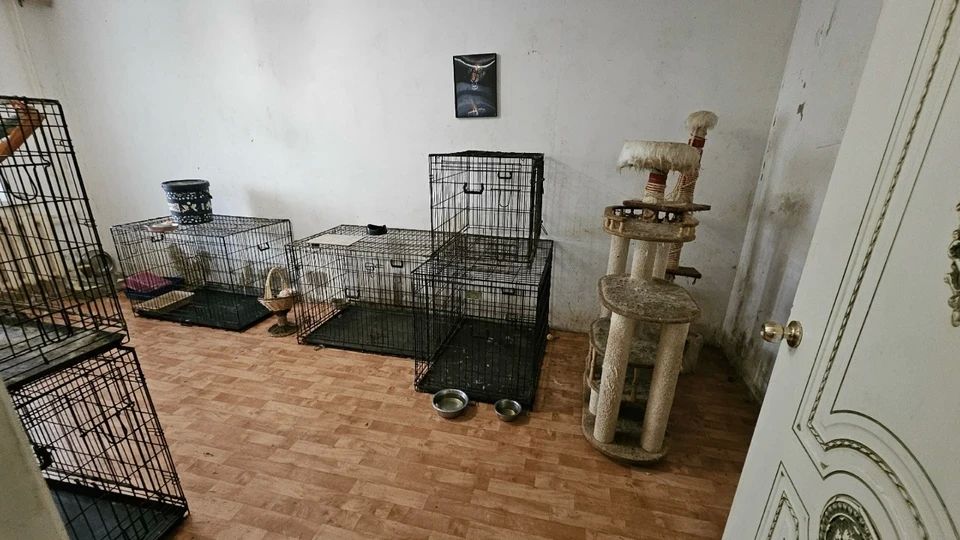 «Жили в собственных фекалиях и моче»: в Костроме три службы и два приюта объединились для спасения десятков животных из дома «плодилки» «Жили в собственных фекалиях и моче»: в Костроме три службы и два приюта объединились для спасения десятков животных из дома «плодилки»