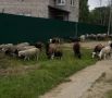 КОСТРОМСКОЙ ФЕРМЕР ПРОДОЛЖАЕТ ВЫГУЛИВАТЬ КОРОВ И ОВЕЦ ПОД ОКНАМИ У СОСЕДЕЙ
