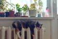����� ��������, ����� � ����� ����� �������� ��������� �������