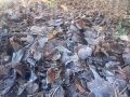 В Костромской области ударят заморозки
