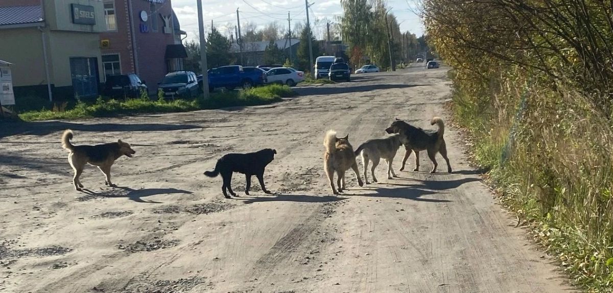 СТАЯ СОБАК ЕДВА НЕ НАПАЛА НА МАТЬ С ТРЕМЯ ДЕТЬМИ В КОСТРОМСКОЙ ОБЛАСТИ